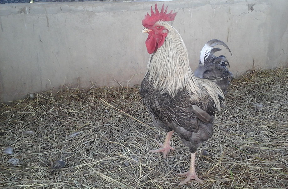 Kuroiler Breed