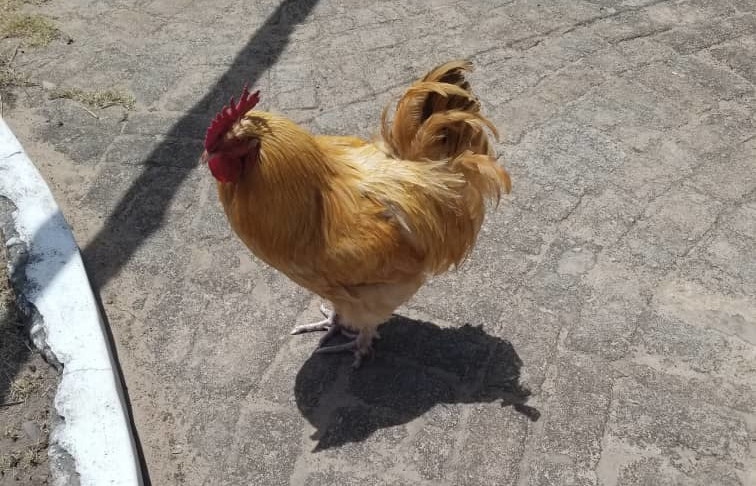 Buff Orpington