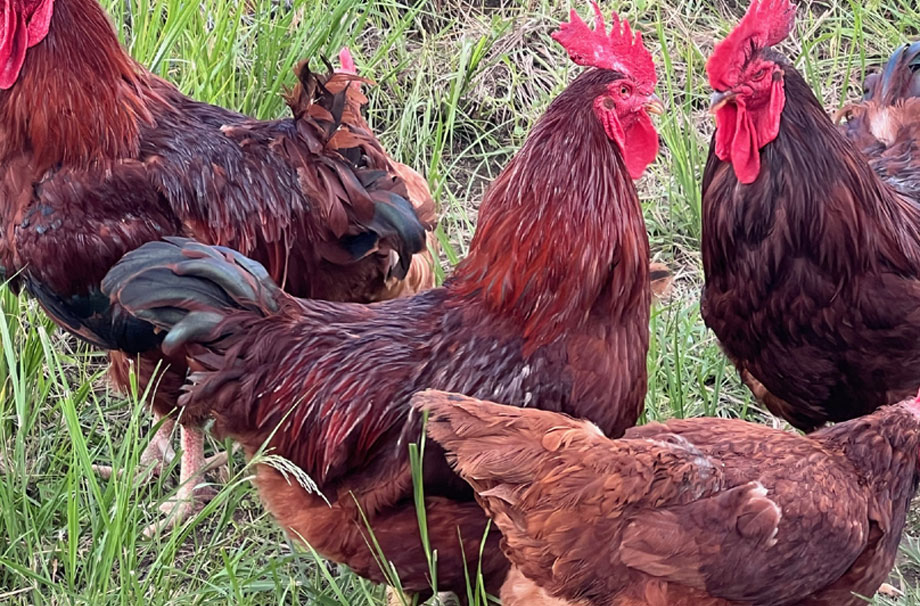 Rhode Island Red Breed